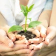 Family holding young green plant in hands. Ecology concept